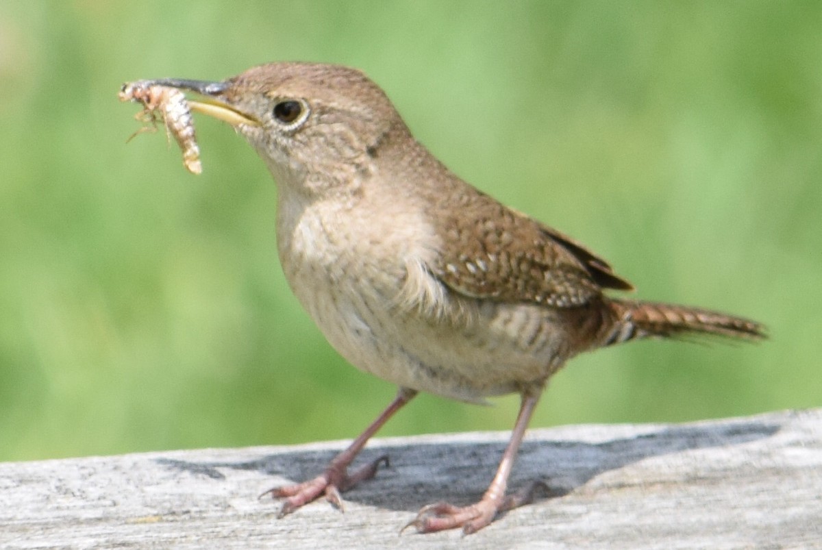 Northern House Wren - ML637577698