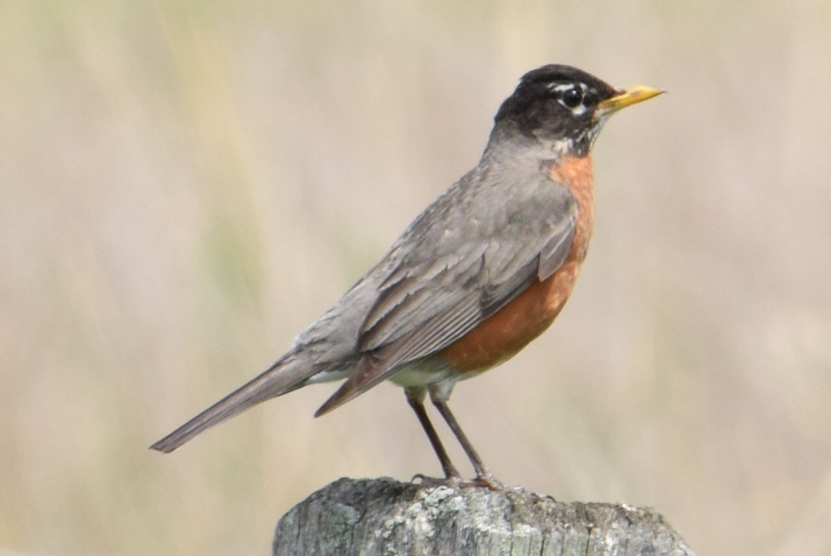 American Robin - ML637577709