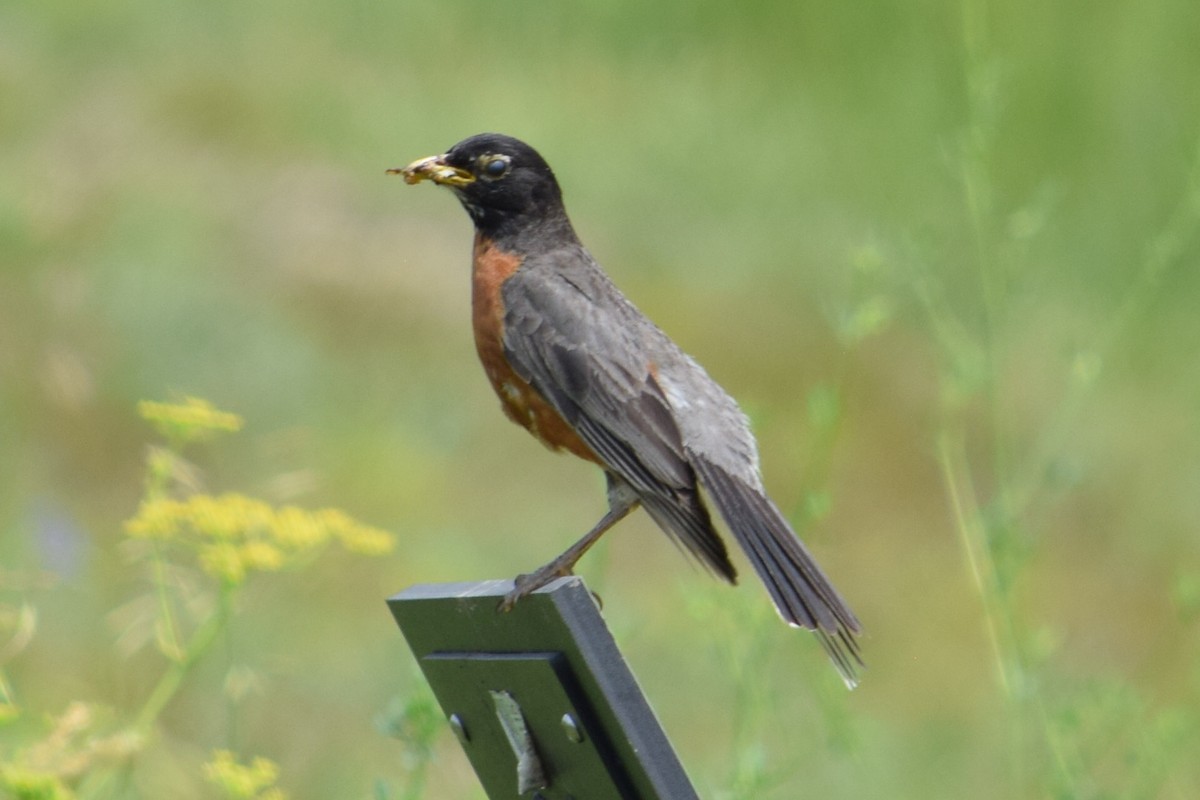 American Robin - ML637577710