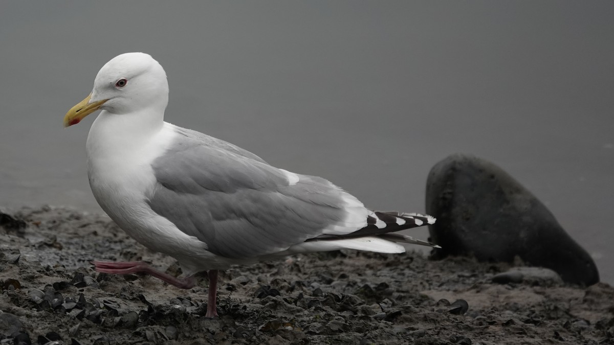 American Herring Gull - ML637577711