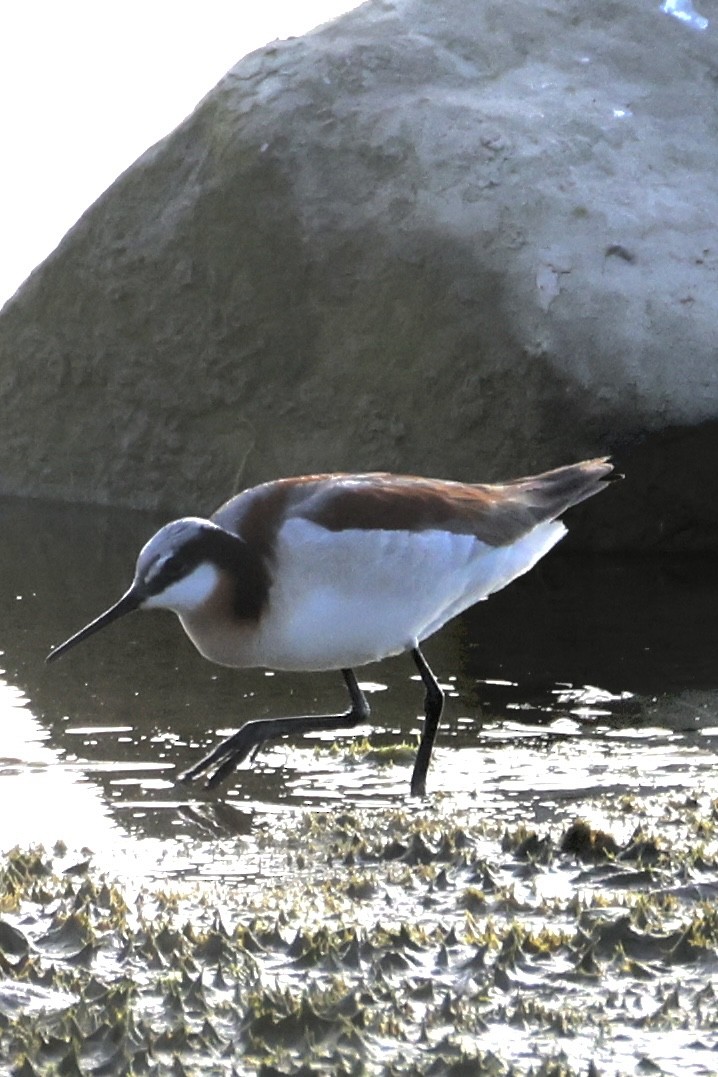 Phalarope de Wilson - ML637577749