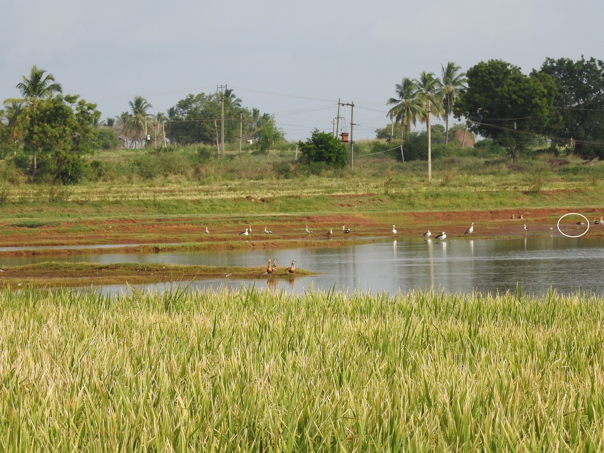 Морин цууцал - ML637577750