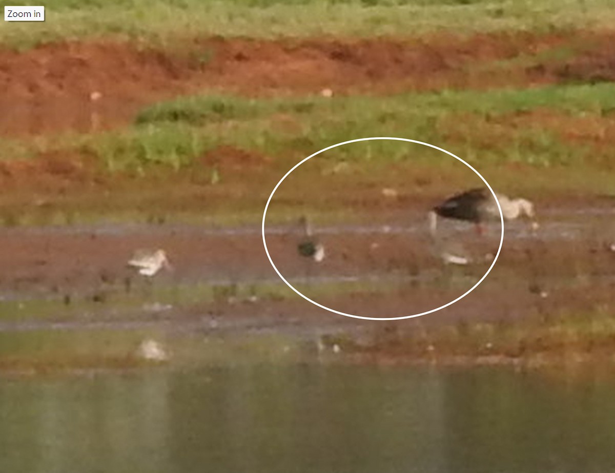 Морин цууцал - ML637577754