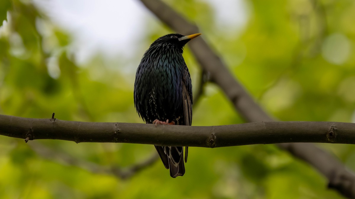 European Starling - ML637577760