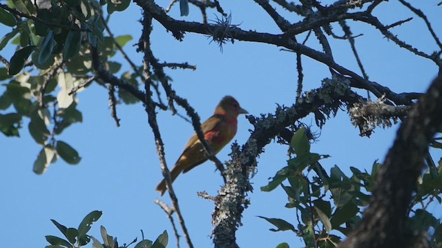 Summer Tanager - ML637577855