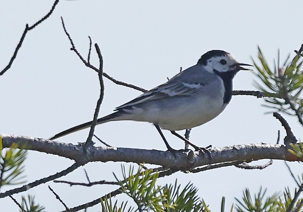 Хөх цэгцгий - ML637577856