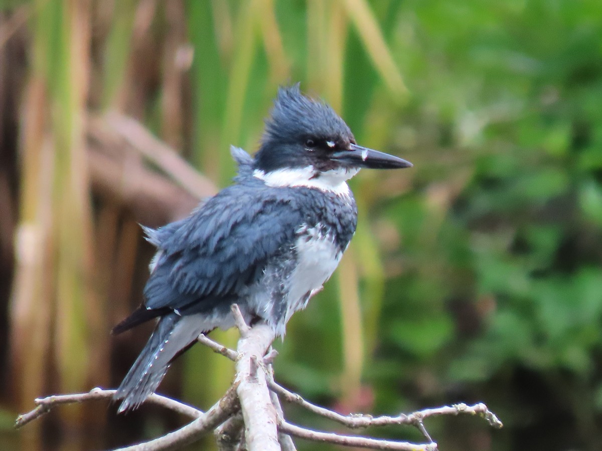 Belted Kingfisher - ML637577857