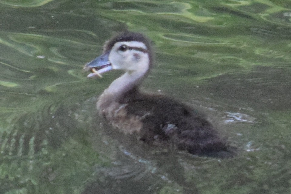 Wood Duck - ML637577859