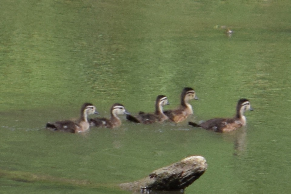 Wood Duck - ML637577860