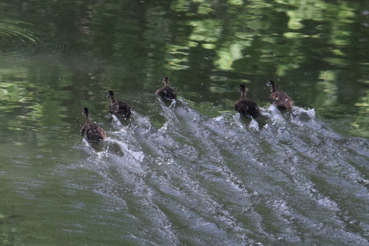 Wood Duck - ML637577861