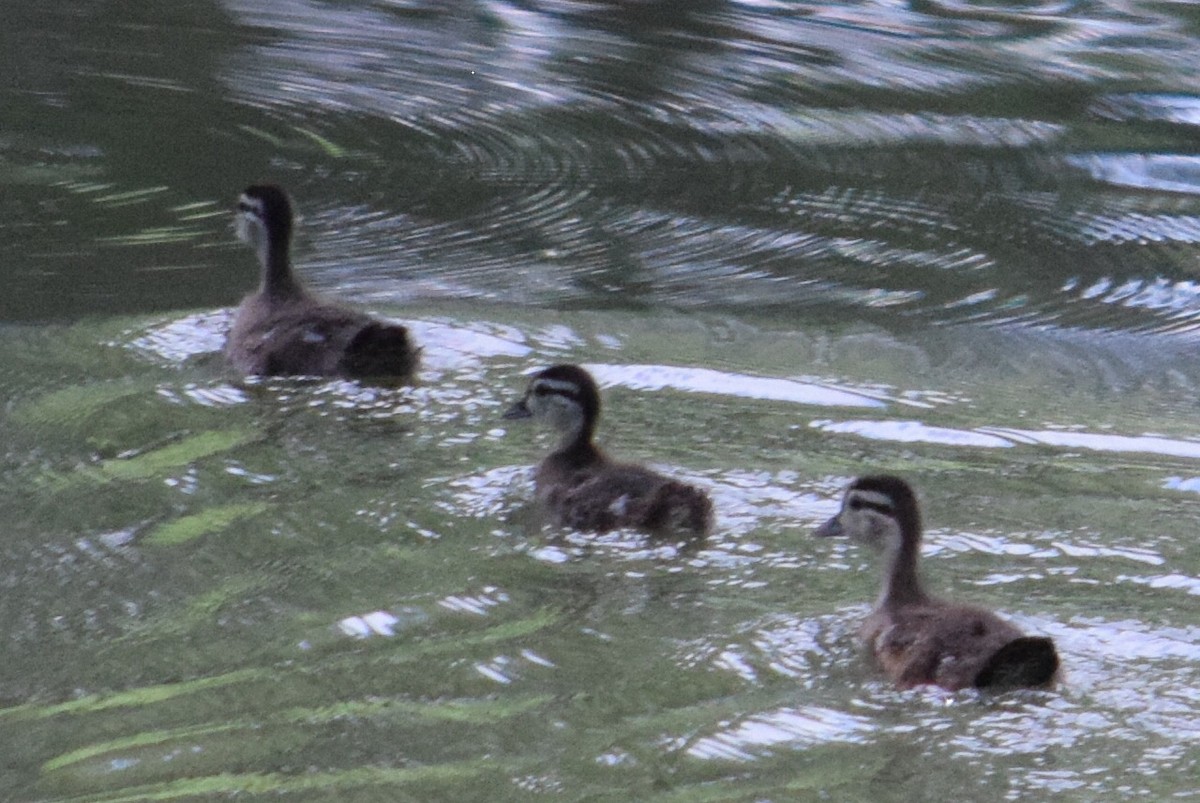 Wood Duck - ML637577862