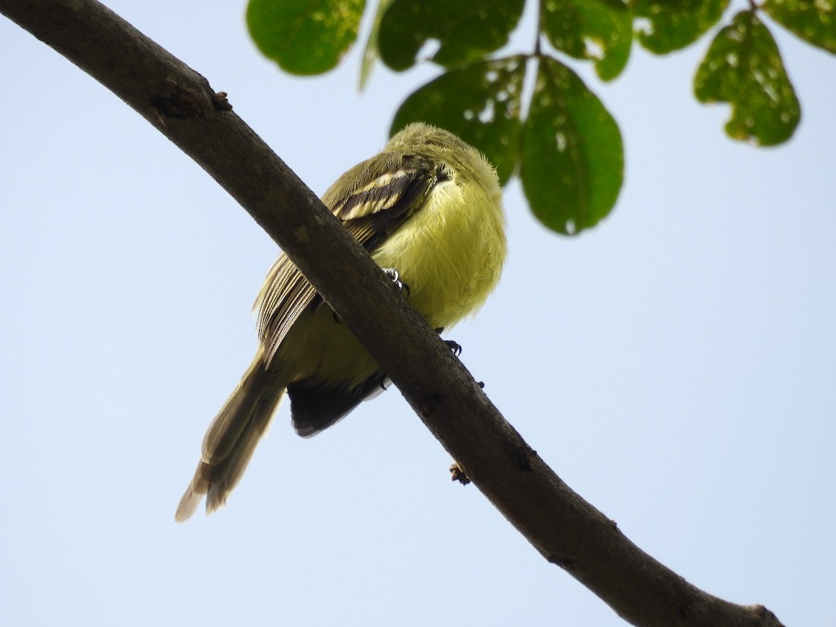 Yellow Tyrannulet - ML637577865
