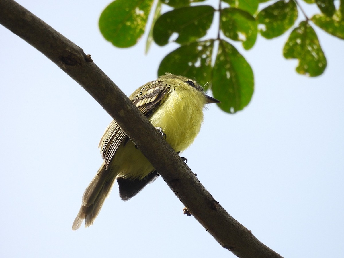 Yellow Tyrannulet - ML637577866