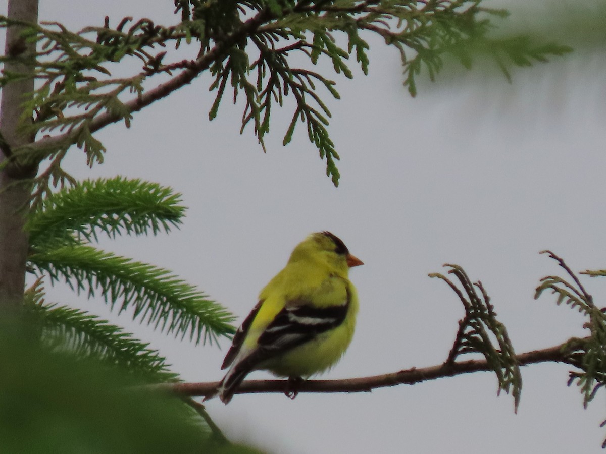 American Goldfinch - ML637577870