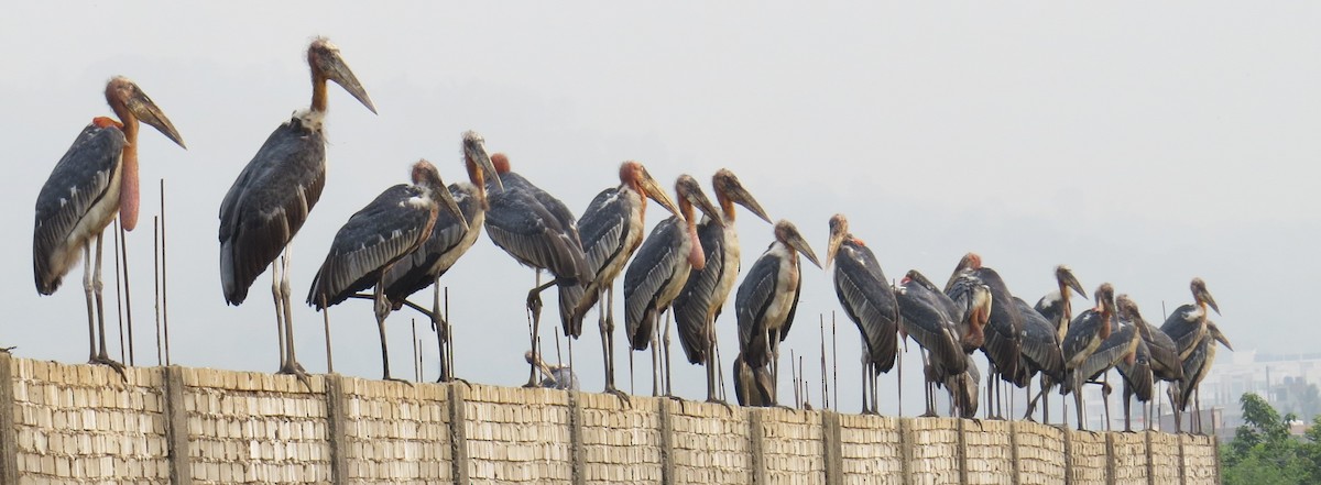 Greater Adjutant - ML637577904