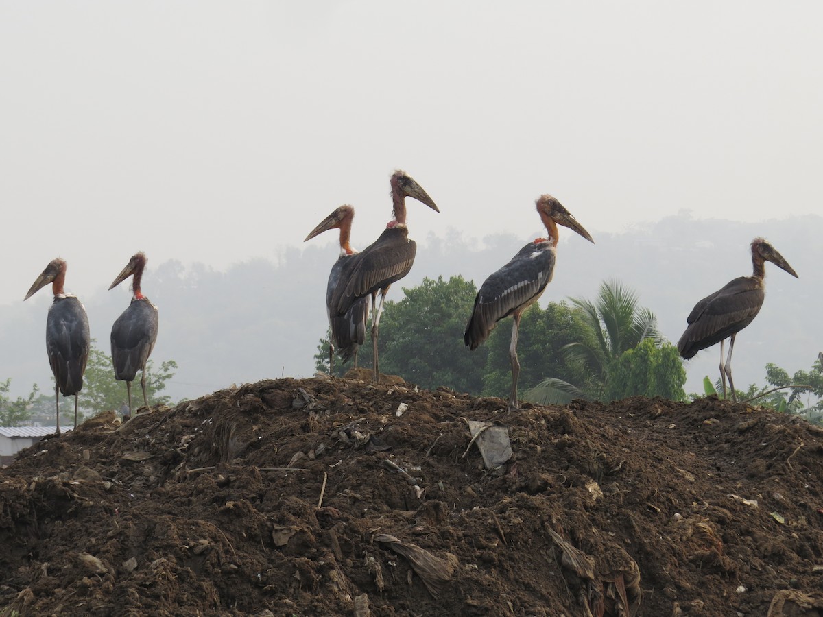 Greater Adjutant - ML637577912