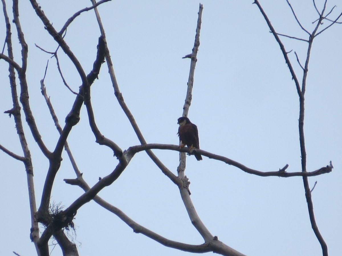 Oriental Hobby - ML637577926