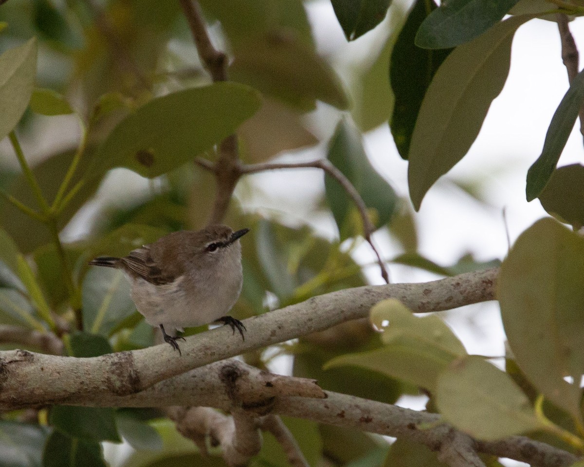 Mangrove Gerygone - ML637577942