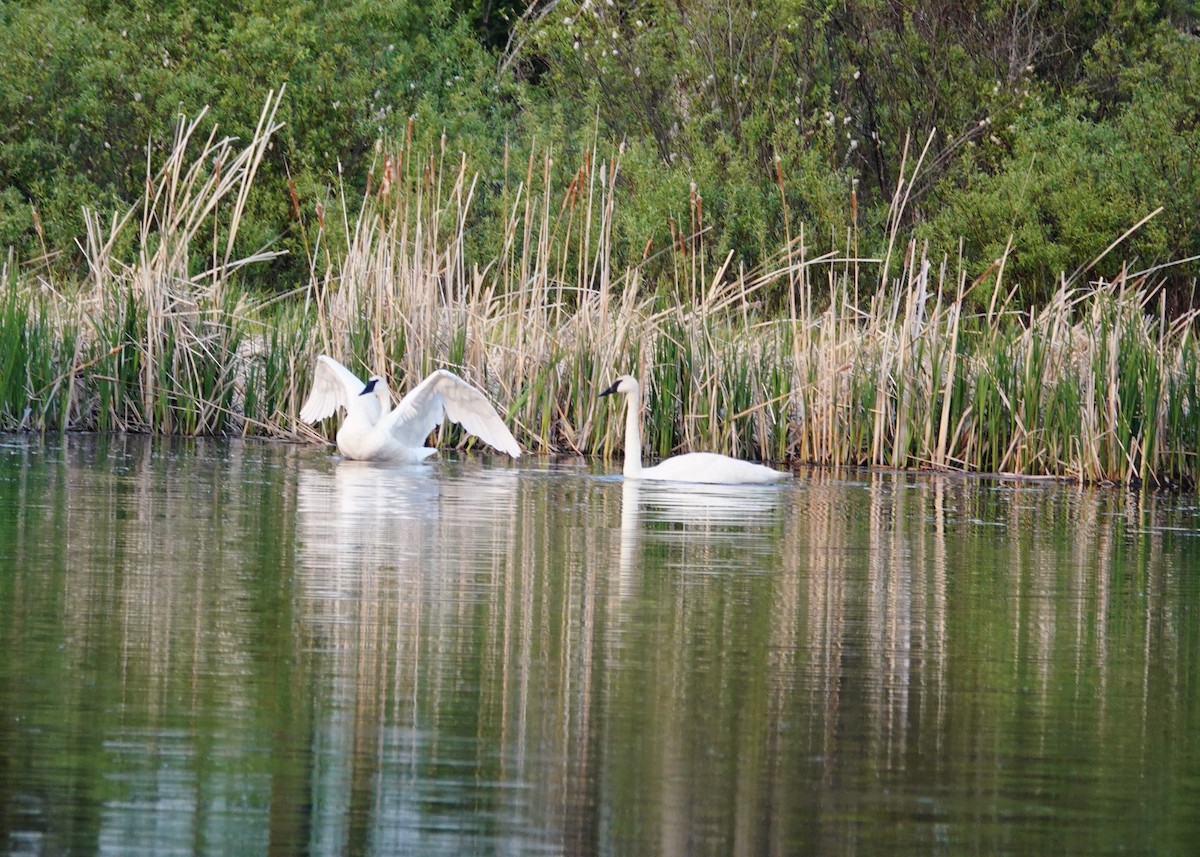 Trumpeter Swan - ML637577951