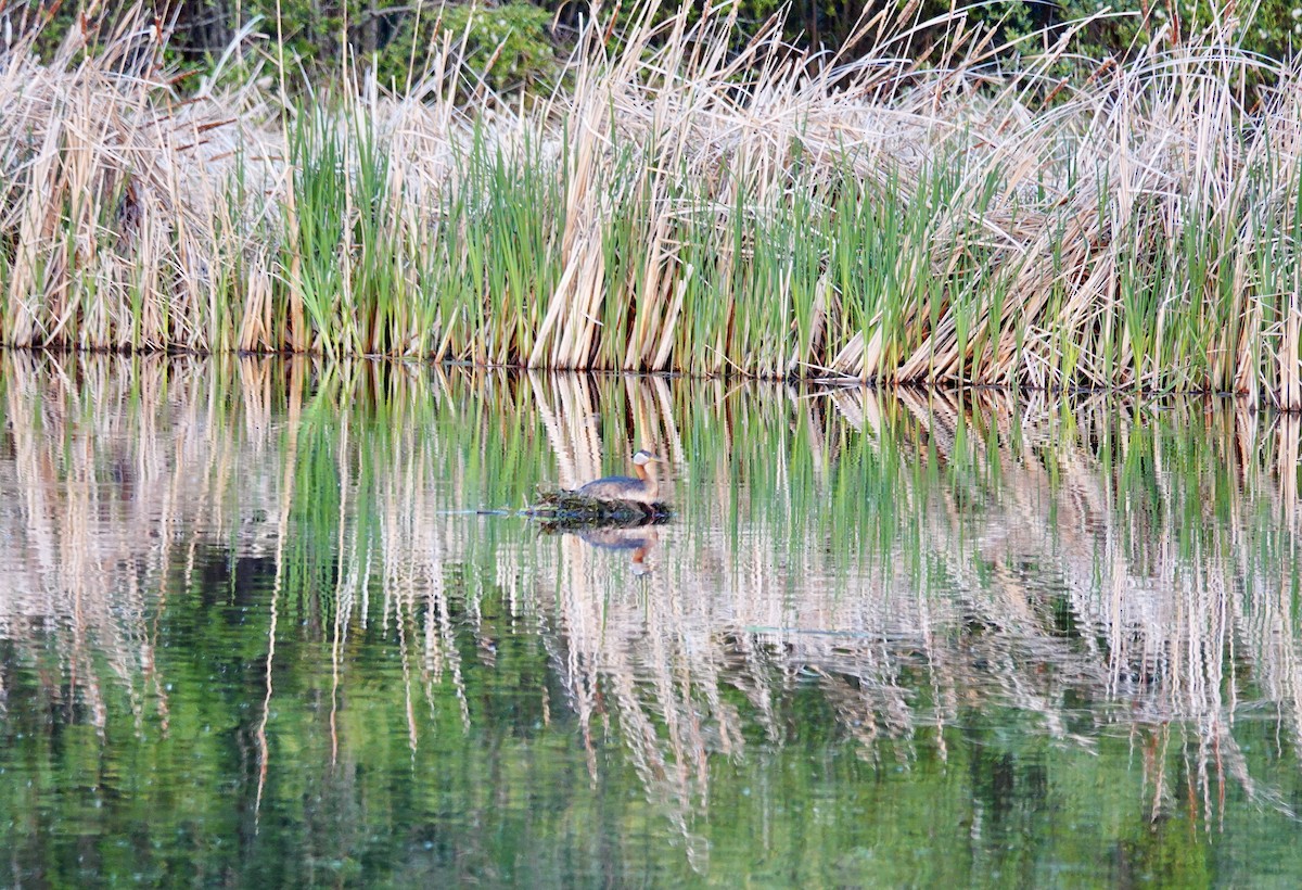Red-necked Grebe - ML637577971