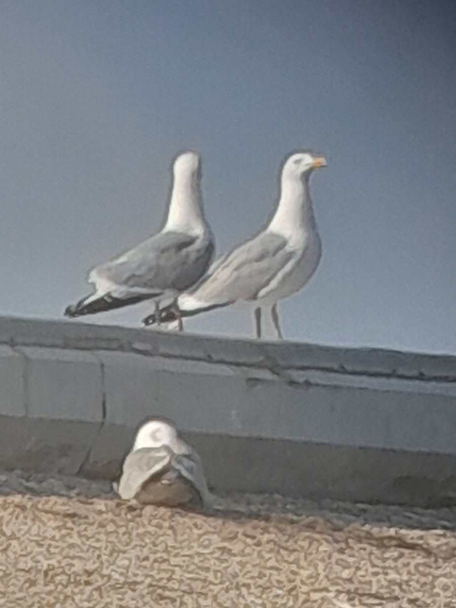 American Herring Gull - ML637577990