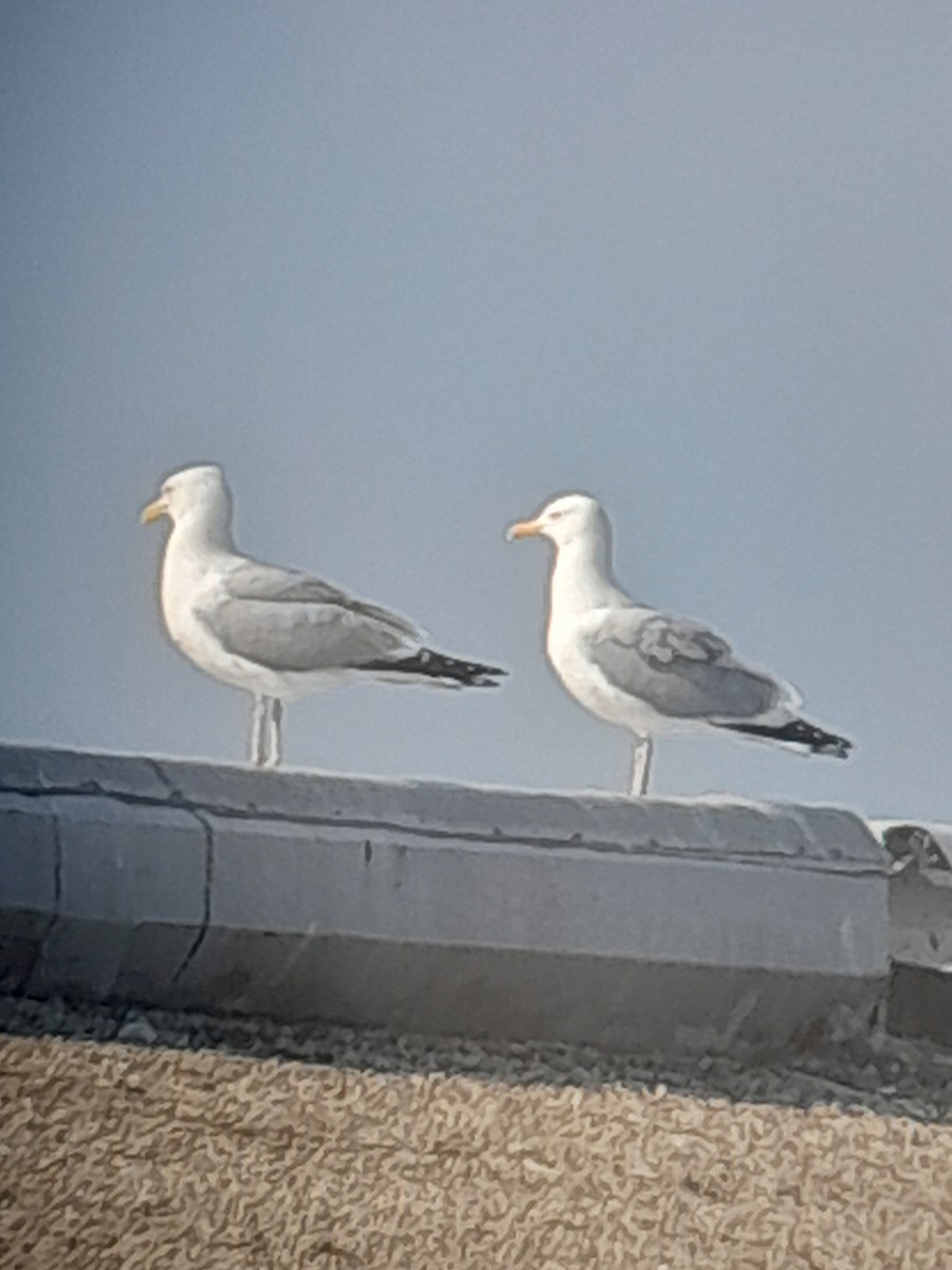 American Herring Gull - ML637577993
