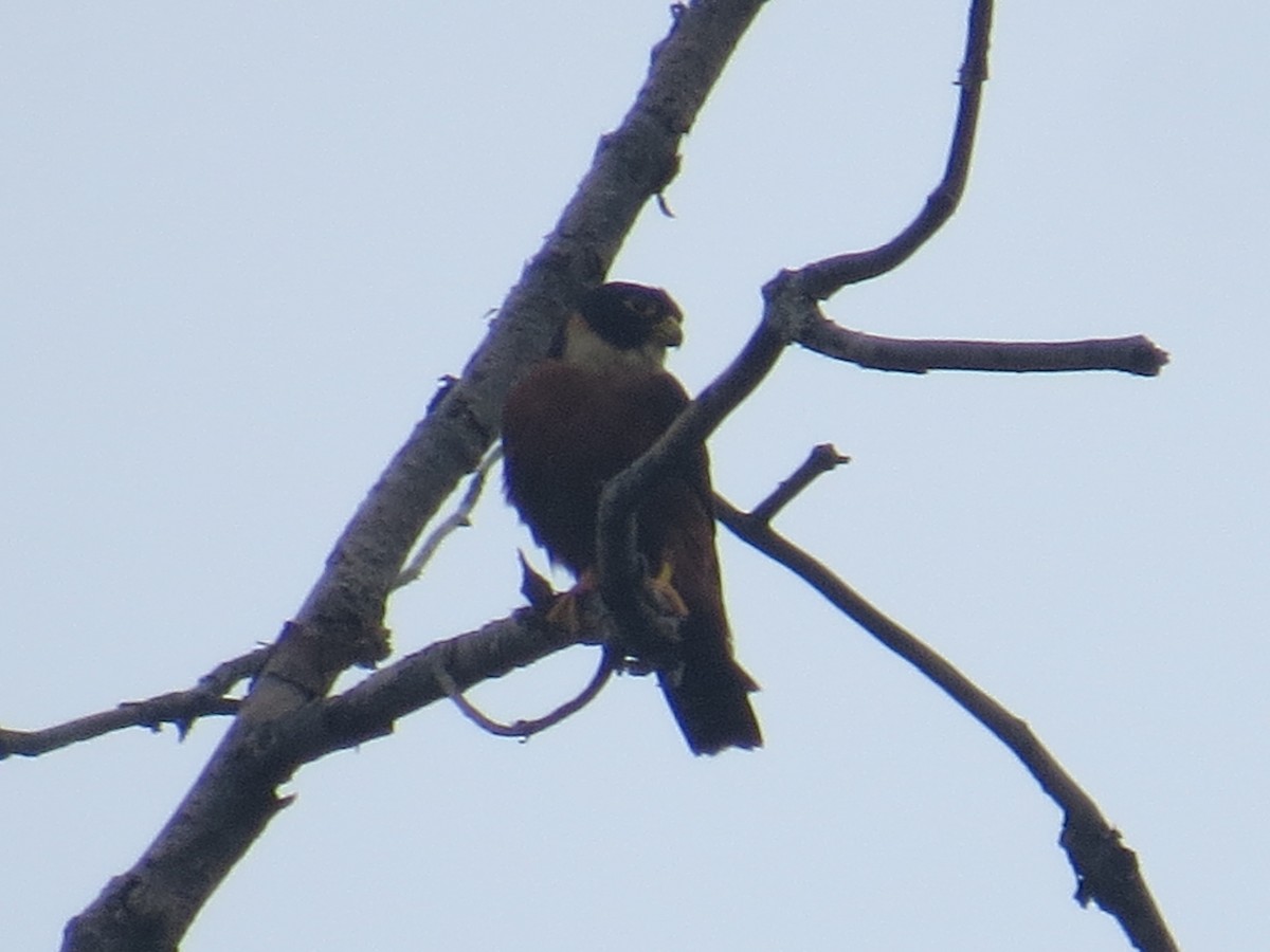 Oriental Hobby - ML637578015