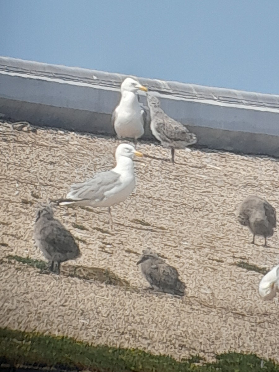 American Herring Gull - ML637578023