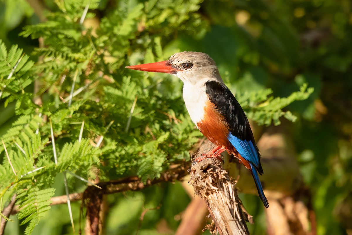 Gray-headed Kingfisher - ML637578028