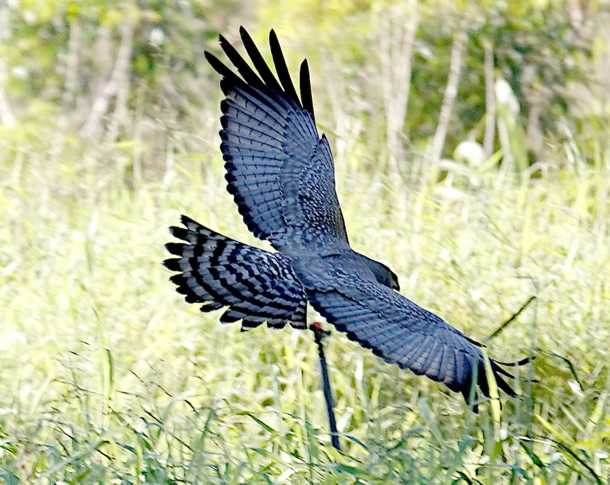 Spotted Harrier - ML637578031