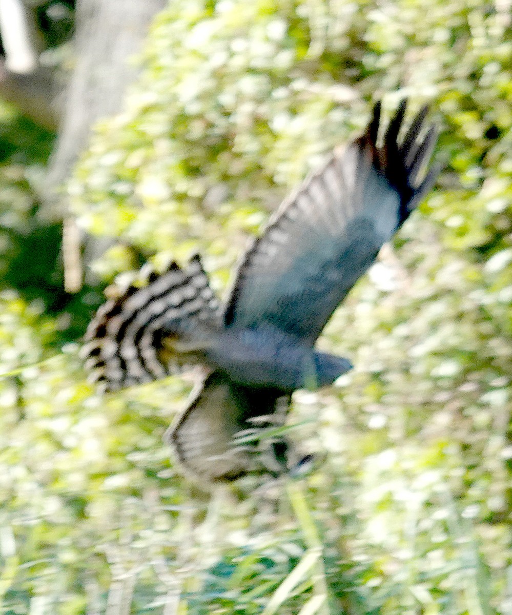 Spotted Harrier - ML637578032