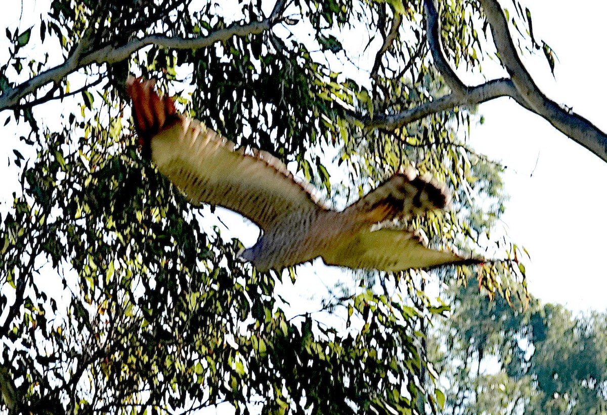 Spotted Harrier - ML637578033