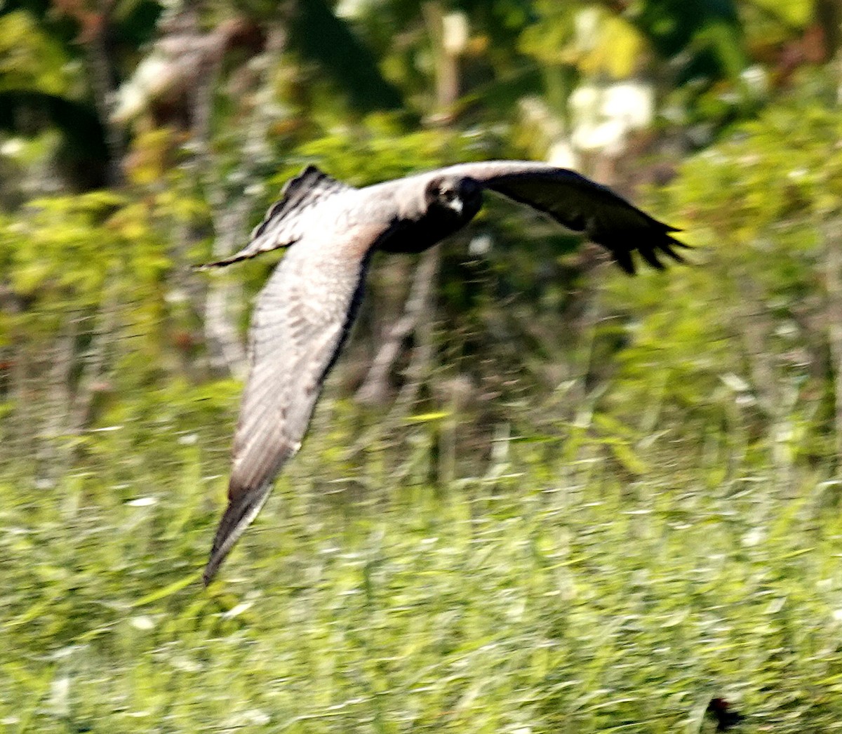 Spotted Harrier - ML637578034