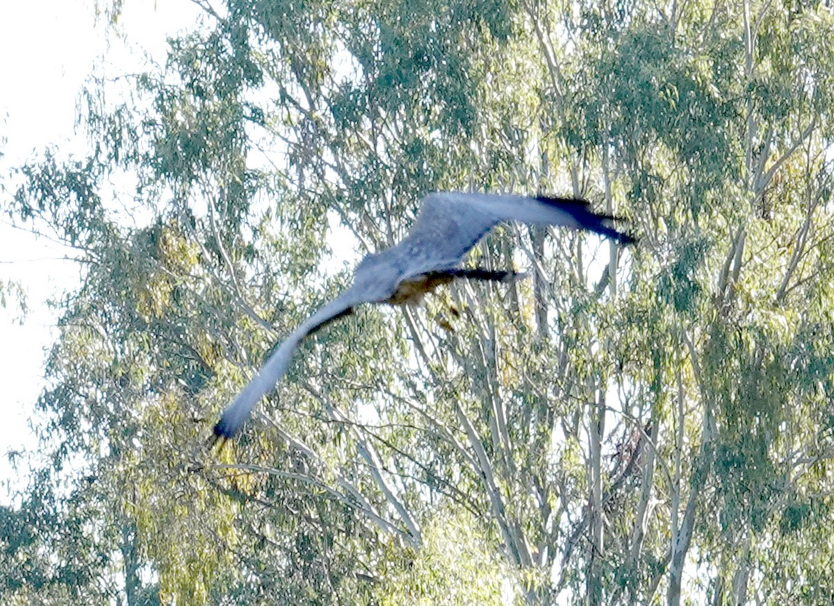 Spotted Harrier - ML637578035