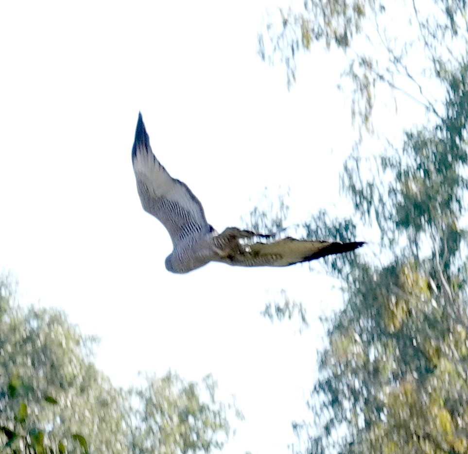 Spotted Harrier - ML637578036