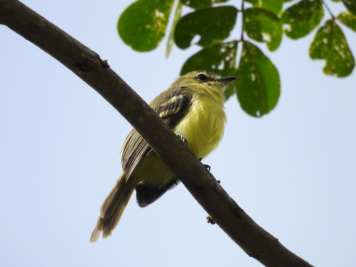 Yellow Tyrannulet - ML637578041