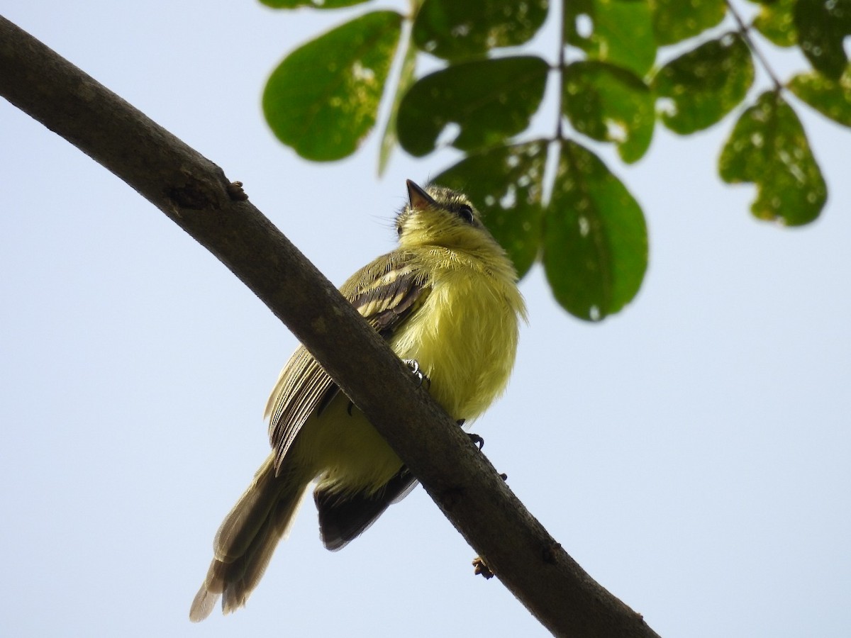 Yellow Tyrannulet - ML637578042