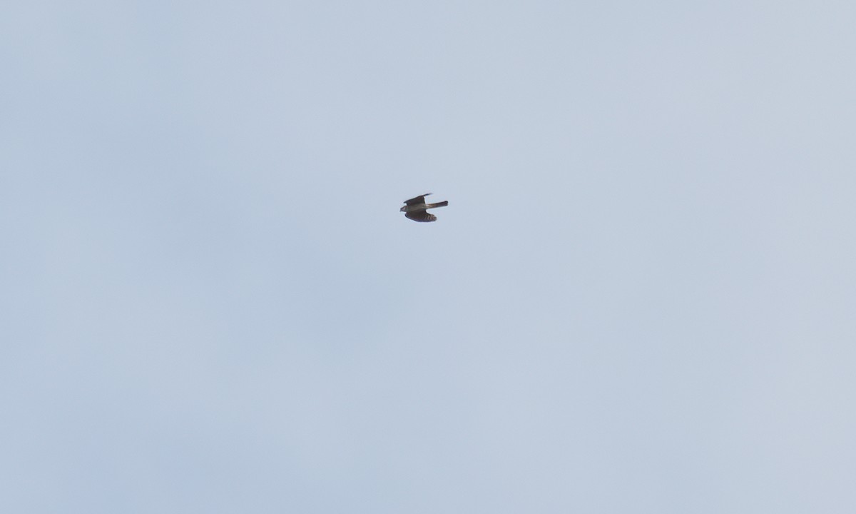 Ovambo Sparrowhawk - ML637578072