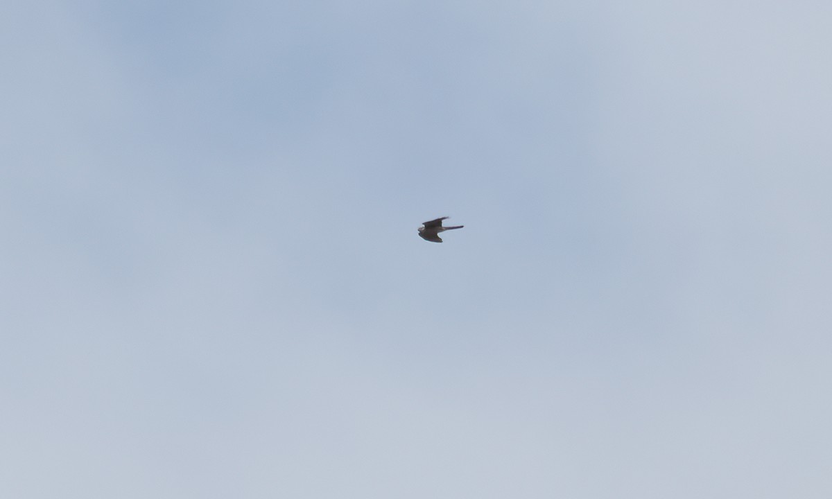 Ovambo Sparrowhawk - ML637578073