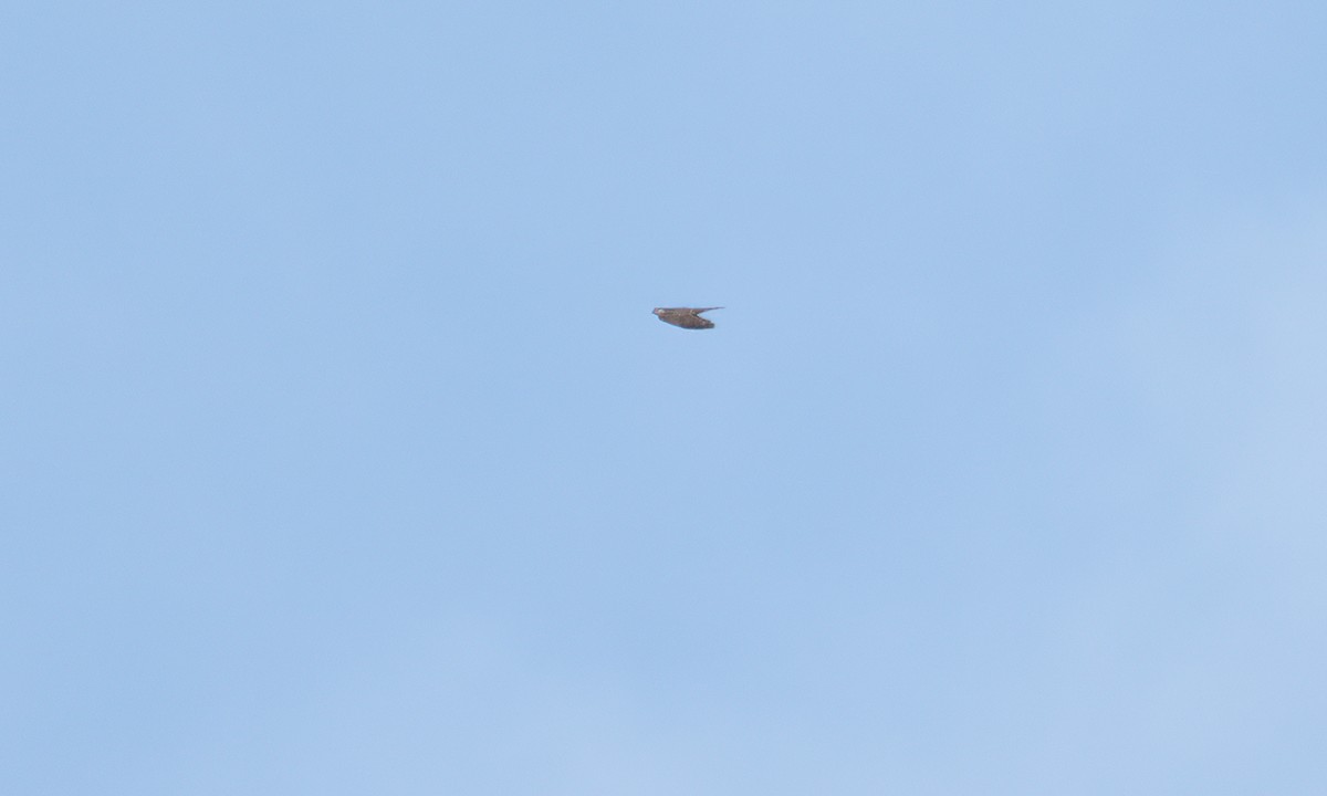 Ovambo Sparrowhawk - ML637578074