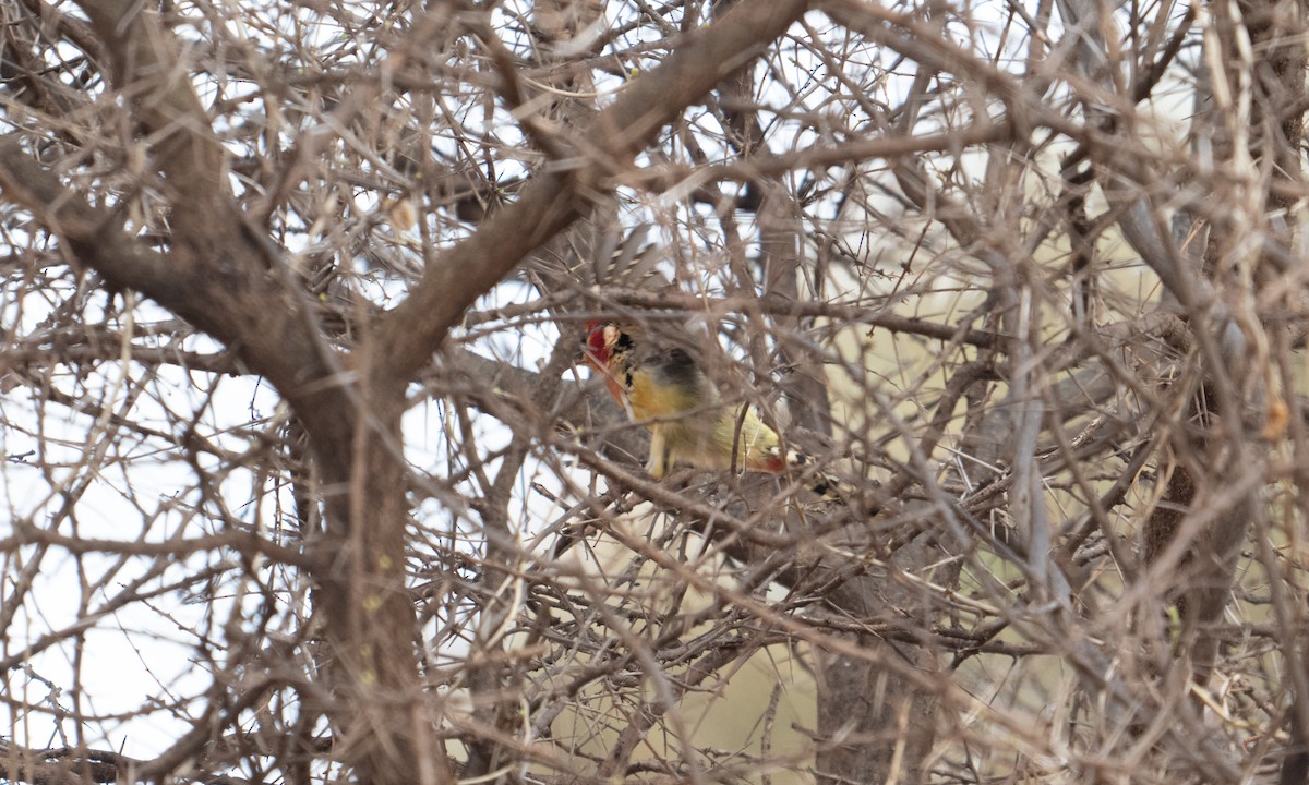 Red-and-yellow Barbet - ML637578078