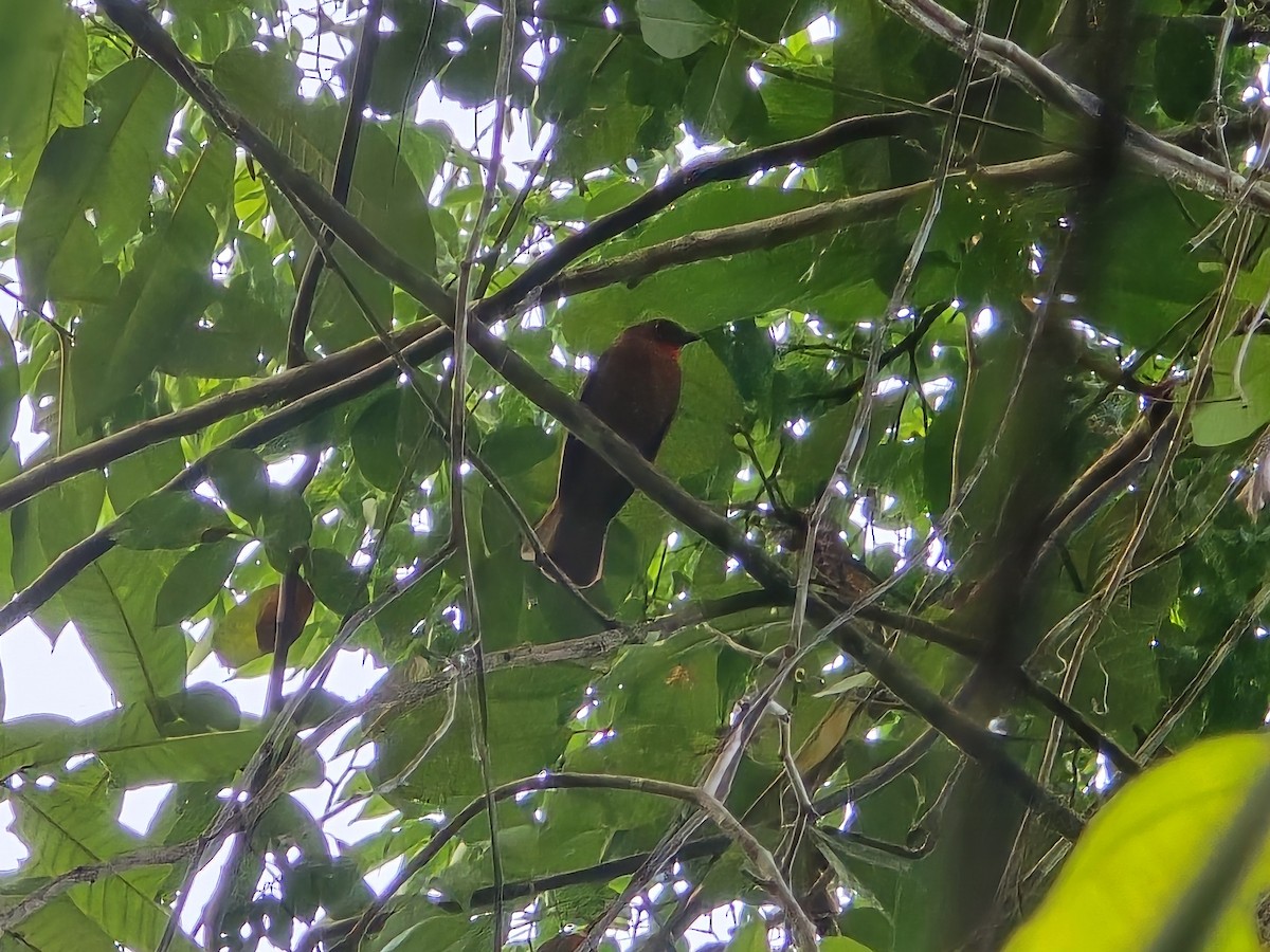 Red-crowned Ant-Tanager - ML637578101