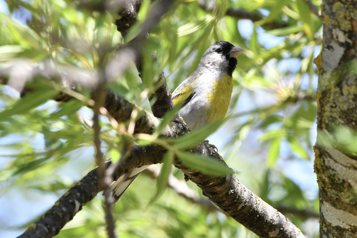 Lawrence's Goldfinch - ML637578103