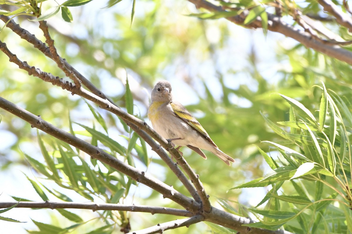 Lawrence's Goldfinch - ML637578104