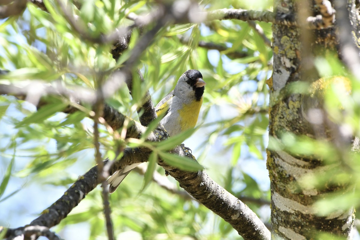 Lawrence's Goldfinch - ML637578105