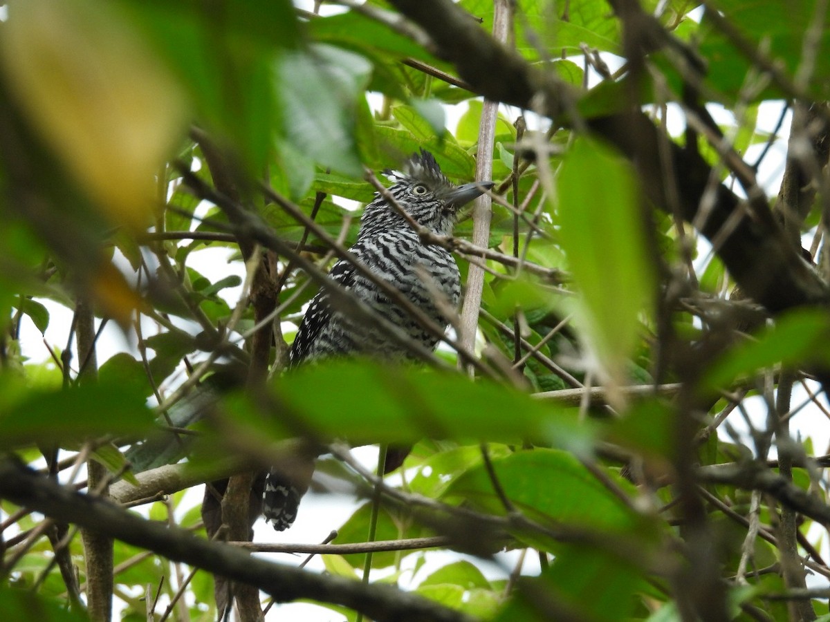 Barred Antshrike - ML637578109