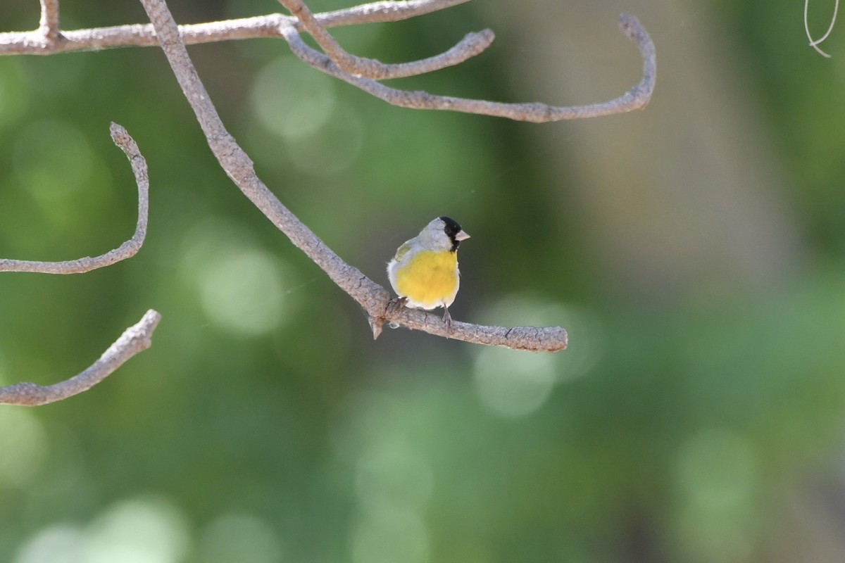 Lawrence's Goldfinch - ML637578113