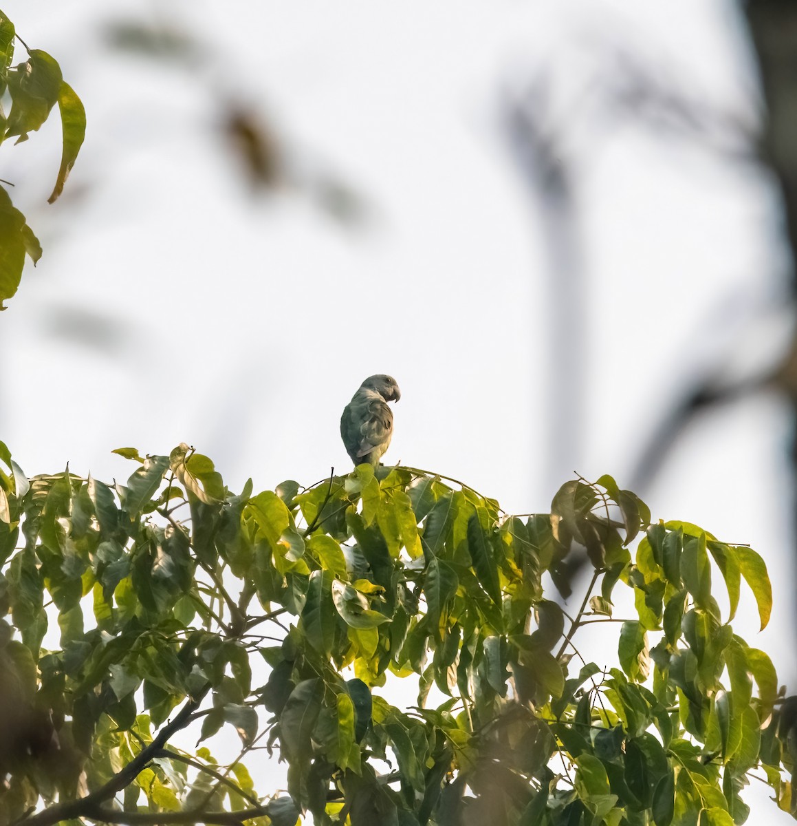 Malabar Parakeet - ML637578132