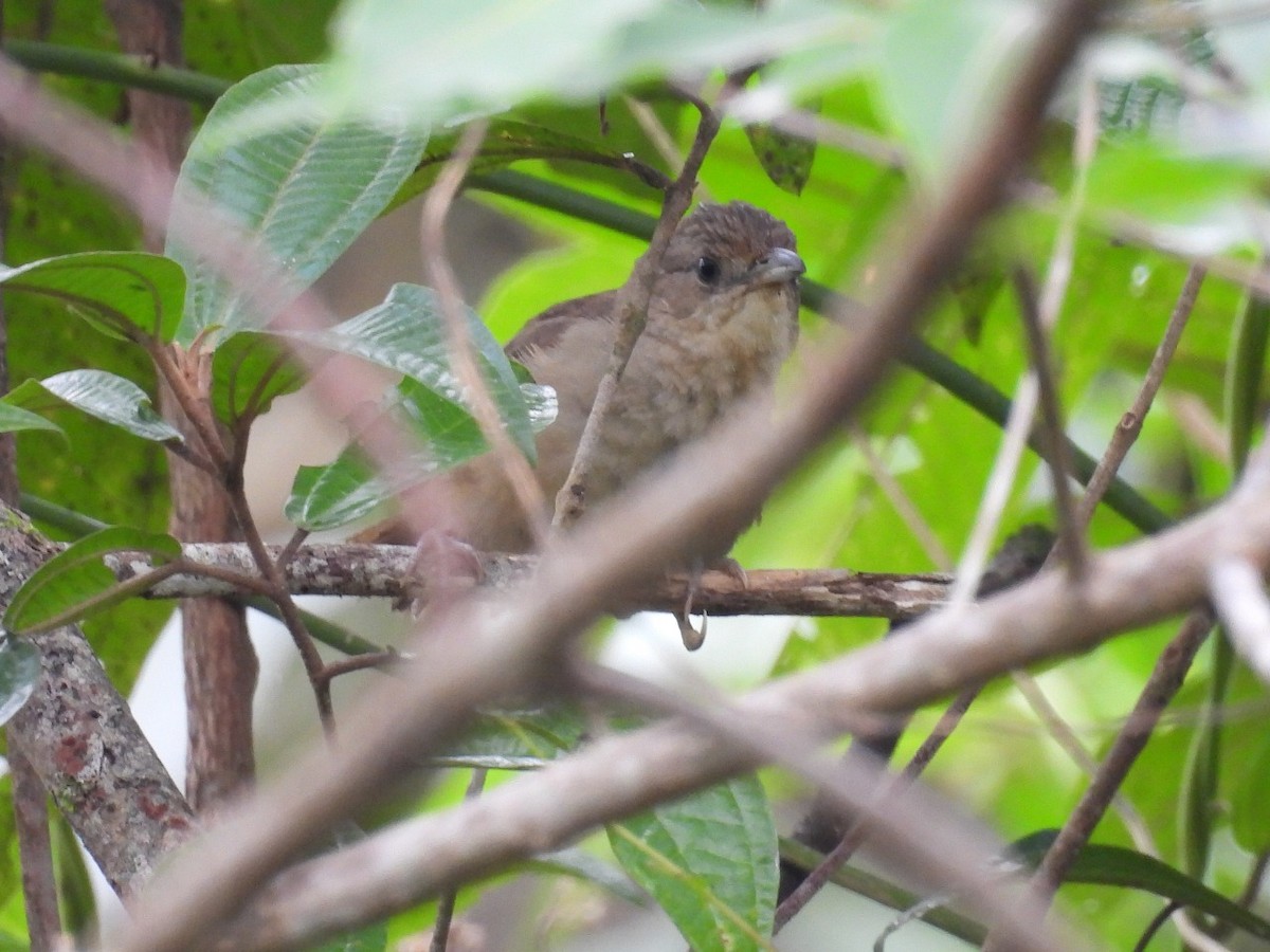 Plain Thornbird - ML637578149