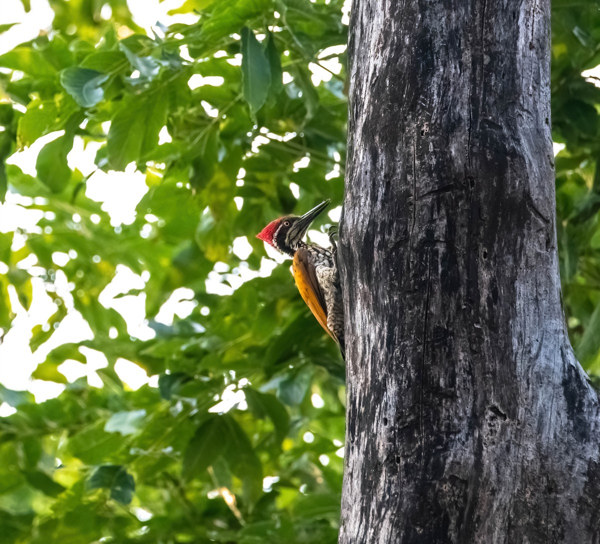 Malabar Flameback - ML637578159